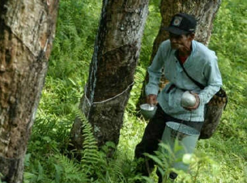 Dihargai Rp 5 Ribu Per Kilo, Belum Ada Tanda-tanda Harga Karet di Pelalawan Akan Membaik