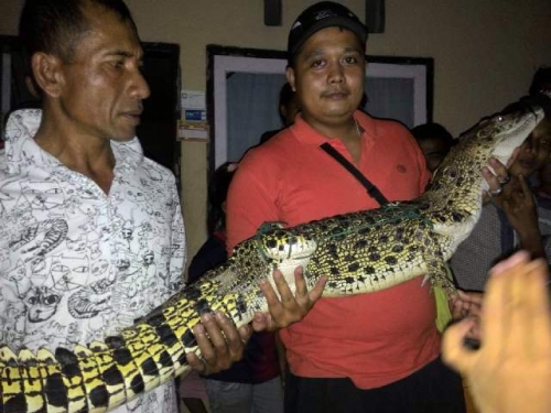 Menjaring Ikan di Sungai Kuantan, Nelayan Ini Malah Dapat Buaya
