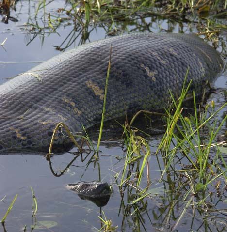 Anaconda