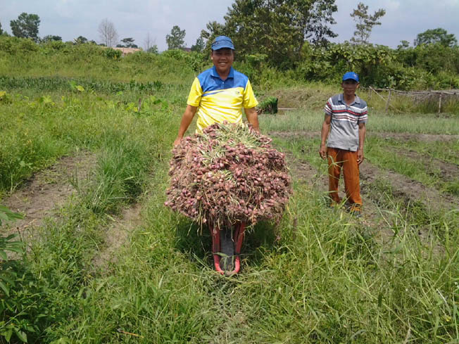 Goriau Selain Miliki Potensi Padi Kini Inhu Juga Garap Pengembangan Bawang Merah Ini Hasilnya
