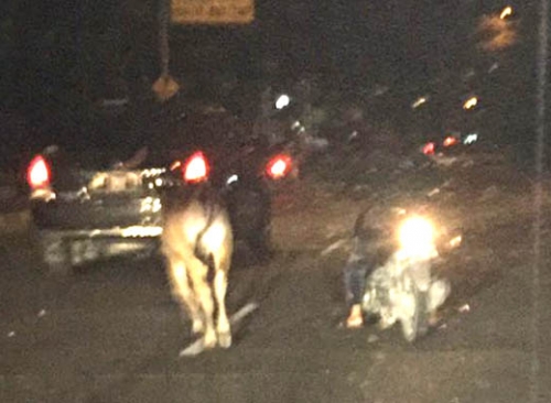 GoRiau - Sapi Kurban dan Panitia Kejar-kejaran di Jalan 