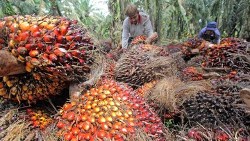 Pekan Ini, Harga TBS Kelapa Sawit di Riau Turun Jadi Rp1.717,15 per Kg