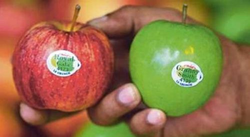 87+ Gambar Apel Granny Smith Kekinian 87+ Gambar Apel Granny Smith Kekinian