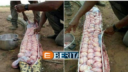 Warga Bunuh Ular Besar Karena Diduga Makan Ternak Setelah