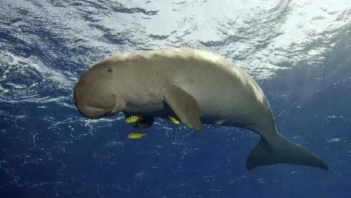 Dua Dugong Dikabarkan Mati Di Laut Dumai Bbksda Riau Kami Belum