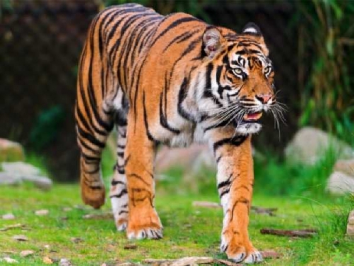 Unduh 5300 Koleksi Gambar Harimau Jpg Terbaik Gratis HD