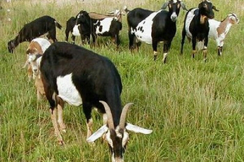 Belum Aqiqah, Sahkah Ibadah Qurban? Ini Jawabannya