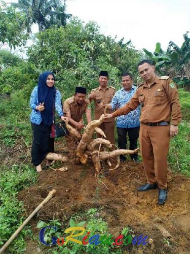 Goriau Tanam Ubi Petani Bagan Sinembah Bisa Panen 35 Kilogram Per Batang