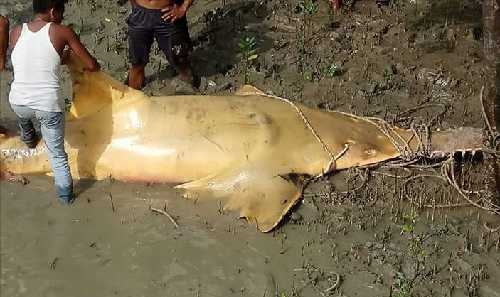 GoRiau - Hiu Gergaji yang Tersangkut Jaring Nelayan ...