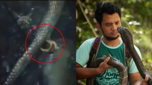 Goriau Ular Berkaki Dua Ditemukan Terbakar Di Inhu Panji