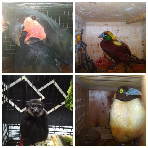 Goriau Petugas Di Dumai Gagalkan Penyelundupan 40 Ekor Satwa