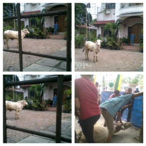 GoRiau - Sapi Kurban Mengamuk, Kabur ke Rumah Pak Ustaz