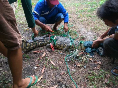 Goriau Ternyata Hewan Buas Yang Lepas Di Pemukiman Warga