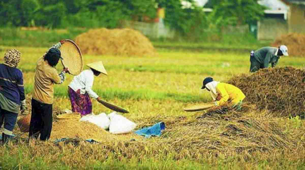 Dibuka Lowongan Kerja Brigade Pangan, Penghasilan Capai Rp 10 Juta per Bulan