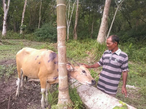 Goriau Kisah Peternak Sapi Di Siak Yang Sekolahkan Anak Hingga