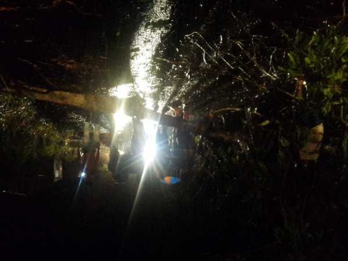 Disapu Angin Kencang, Pohon-pohan di Pinggir Jalan Lintas Rimba Melintang Rohil Bahayakan Pengemudi