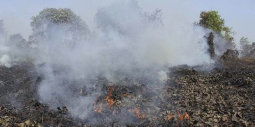 Pemuka Masyarakat Riau Minta Lahan Terbakar Dikuasai Negara dan Ditanami